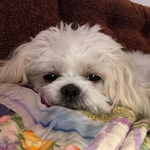 Meet your Posher, Busy